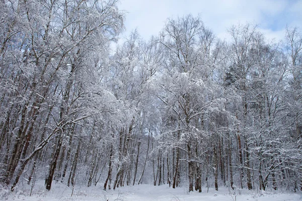 Winter forest in snow Stock Image