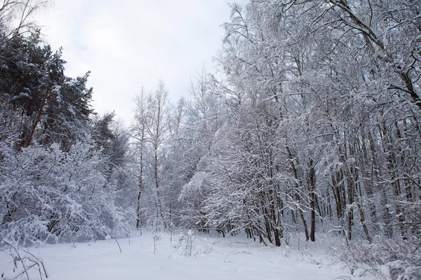 Vinterskog i snö Stockfoto