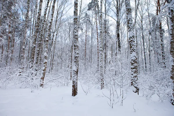 Floresta de inverno na neve — Fotografia de Stock