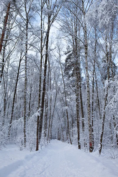 Floresta de inverno na neve — Fotografia de Stock