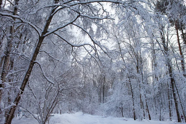 Forêt hivernale dans la neige — Photo