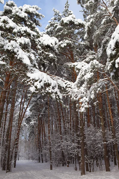 Floresta de inverno na neve — Fotografia de Stock