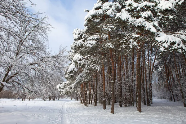 Forêt hivernale dans la neige — Photo