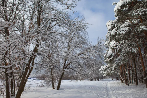 Floresta de inverno na neve — Fotografia de Stock