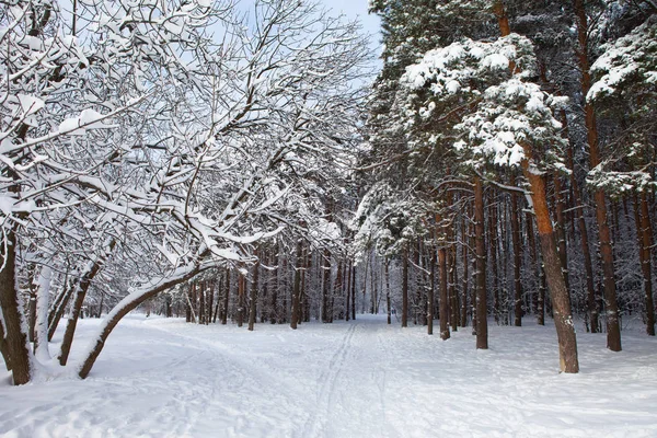 Floresta de inverno na neve — Fotografia de Stock