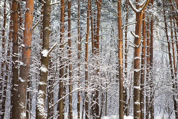 Floresta de inverno na neve — Fotografia de Stock