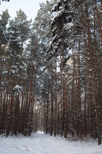 Floresta de inverno na neve — Fotografia de Stock