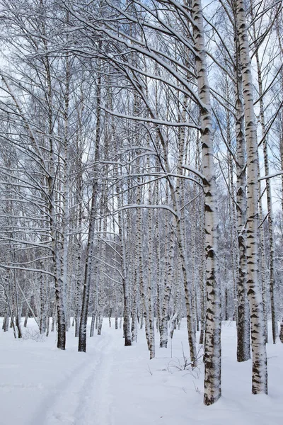 Floresta de inverno na neve — Fotografia de Stock