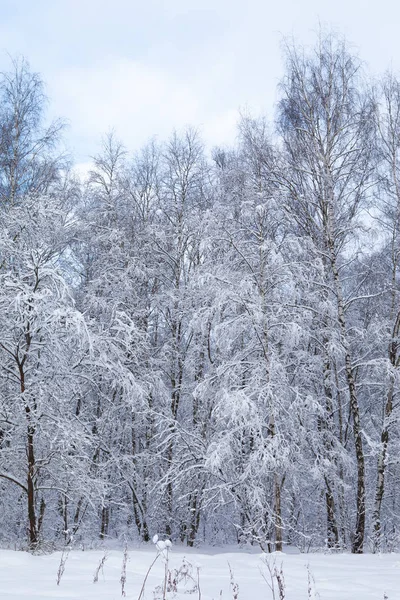 Forêt hivernale dans la neige — Photo