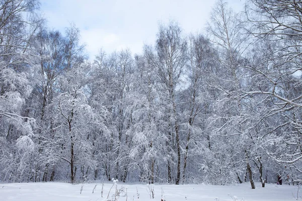 Forêt hivernale dans la neige — Photo