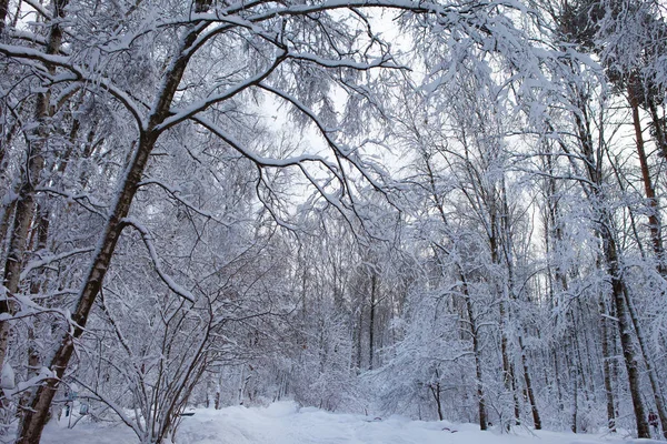 Vinterskog i snö Royaltyfria Stockbilder