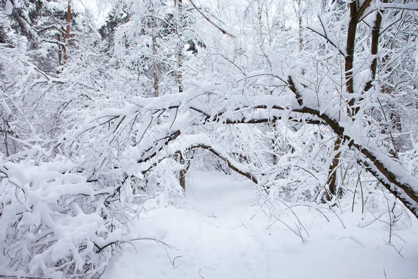 Zimní les ve sněhu Royalty Free Stock Fotografie