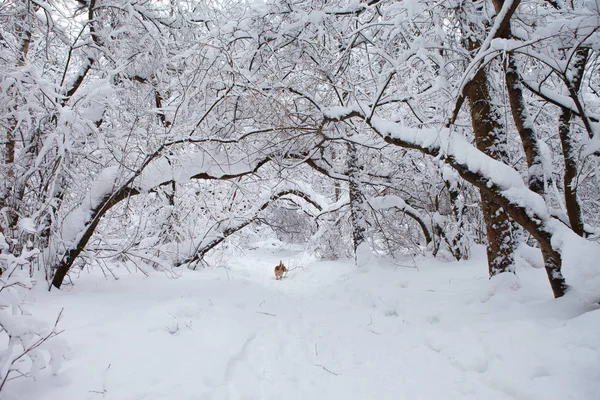 雪地里的冬季森林 图库图片