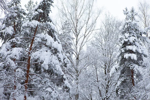 Bosque de invierno en la nieve Imagen de stock