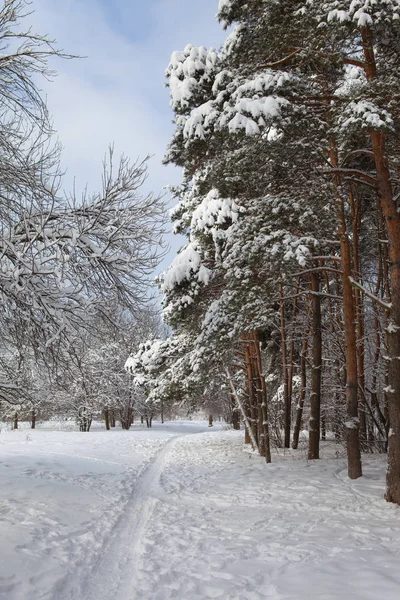 Winter forest in snow Stock Photo