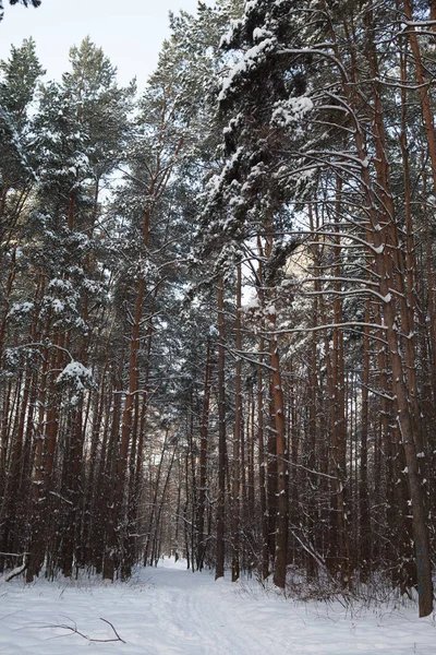 Winter forest in snow Royalty Free Stock Images