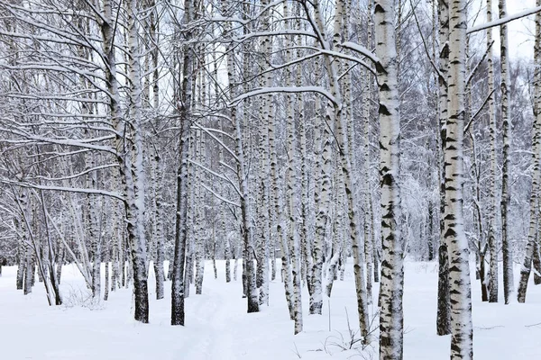雪地里的冬季森林 免版税图库照片