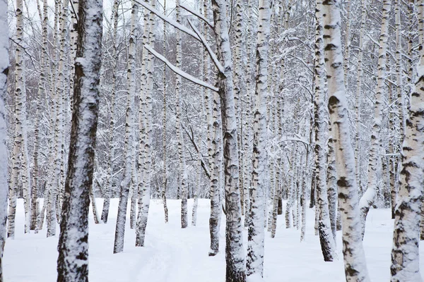 Zimní les ve sněhu Stock Snímky