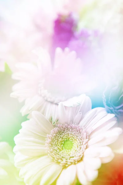 Flowers in soft focus - floral bakground — Stock Photo, Image