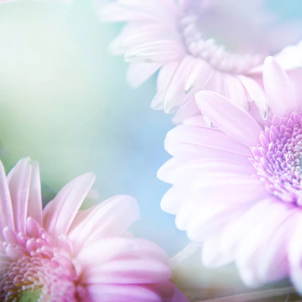 Flores em foco suave - pastagem floral — Fotografia de Stock