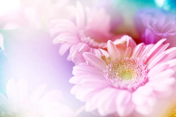 yumuşak odak - çiçek bankamatik çiçeklenir 