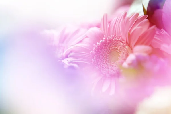 Flowers in soft focus - floral bakground — Stock Photo, Image