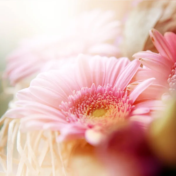 Flores em foco suave - pastagem floral — Fotografia de Stock