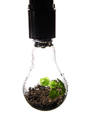 Parlak yeşil bitki çiğ ile kaplı bir ampulün içinde büyüyor. Enerji ve endüstride enerji tasarrufu teknolojisi.