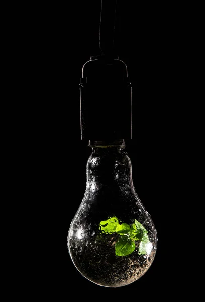 Plante Verte Lumineuse Pousse Intérieur Une Ampoule Couverte Rosée Technologie — Photo