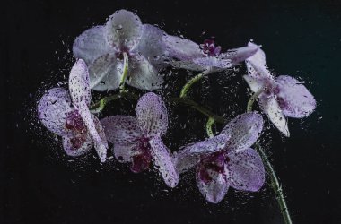 Sis ve yağmurda siyah bir zemin üzerinde mor noktalı beyaz orkide ve güzel bir bokeh