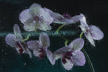 Sis ve yağmurda siyah bir zemin üzerinde mor noktalı beyaz orkide ve güzel bir bokeh