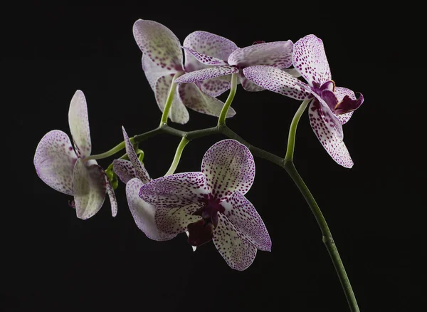 Vit Orkidé Med Lila Prickar Mörk Bakgrund Dimma Och Regn — Stockfoto