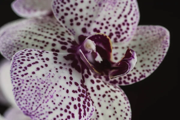 Biała Orchidea Fioletowymi Kropkami Ciemnym Tle Mgle Deszczu Pięknym Bokeh — Zdjęcie stockowe
