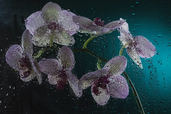 Bílá Orchidej Fialovými Tečkami Tmavém Pozadí Mlze Dešti Krásným Bokeh — Stock fotografie