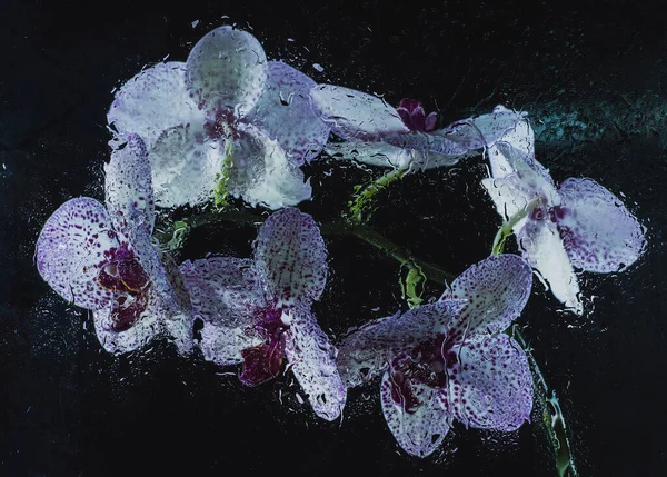 Orchidea Bianca Con Puntini Viola Uno Sfondo Scuro Nebbia Pioggia — Foto Stock