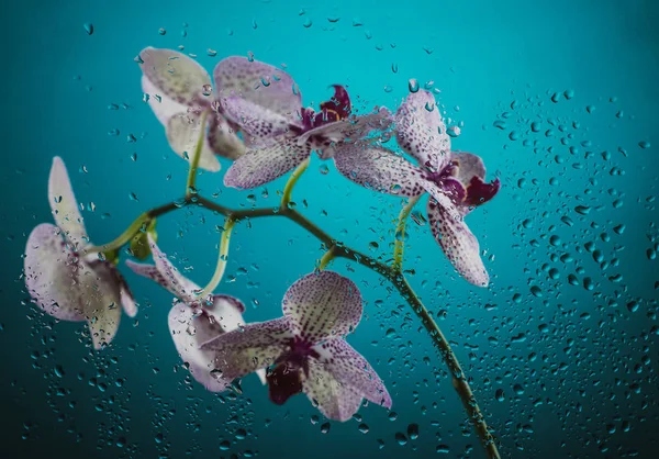 Witte Orchidee Met Paarse Stippen Een Donkere Achtergrond Mist Regen — Stockfoto