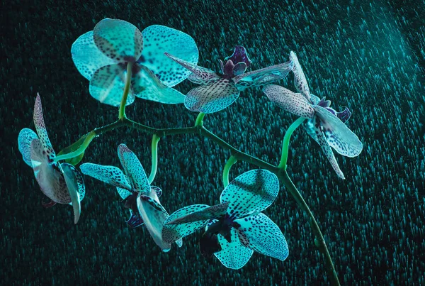 濃霧の中に紫色の点が入った白い蘭と美しいボケと雨 — ストック写真