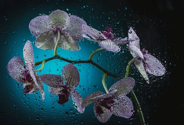 Orchidée Blanche Avec Des Points Violets Sur Fond Sombre Dans — Photo