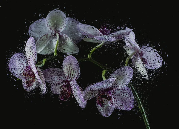 Bílá Orchidej Fialovými Tečkami Tmavém Pozadí Mlze Dešti Krásným Bokeh — Stock fotografie