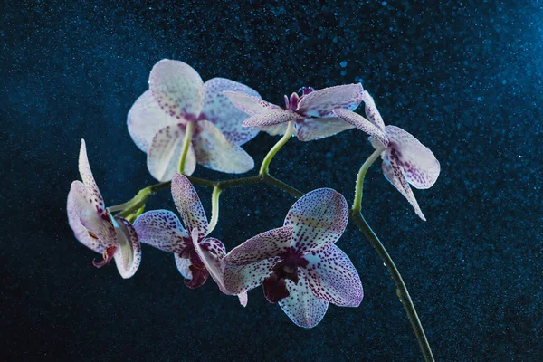 White Orchid Purple Dots Dark Background Fog Rain Beautiful Bokeh — Stock Photo, Image