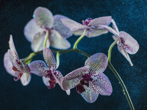 Biała Orchidea Fioletowymi Kropkami Ciemnym Tle Mgle Deszczu Pięknym Bokeh — Zdjęcie stockowe