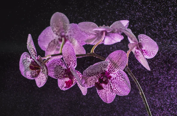 White Orchid Purple Dots Dark Background Fog Rain Beautiful Bokeh — Stock Photo, Image