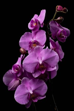 Karanlık bir zemin üzerinde duman ve parçacıklarla su damlaları olan mor orkide çiçekleri.