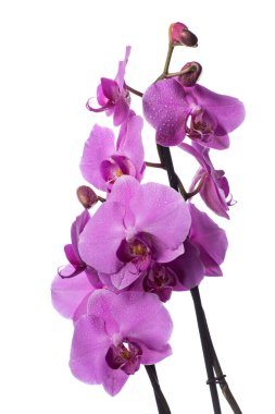 Beyaz arkaplanda dumanlı ve parçalı su damlaları olan mor orkide çiçekleri
