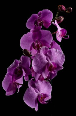 Karanlık bir zemin üzerinde duman ve parçacıklarla su damlaları olan mor orkide çiçekleri.