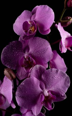 Karanlık bir zemin üzerinde duman ve parçacıklarla su damlaları olan mor orkide çiçekleri.