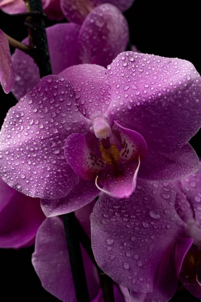 Purple Orchid Flowers Water Drops Dark Background Smoke Particles — Stock Photo, Image