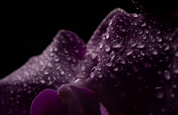 Фиолетовые Цветы Орхидеи Капельками Воды Темном Фоне Дымом Частицами — стоковое фото
