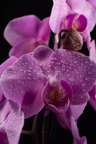 Purple Orchid Flowers Water Drops Dark Background Smoke Particles — Stock Photo, Image