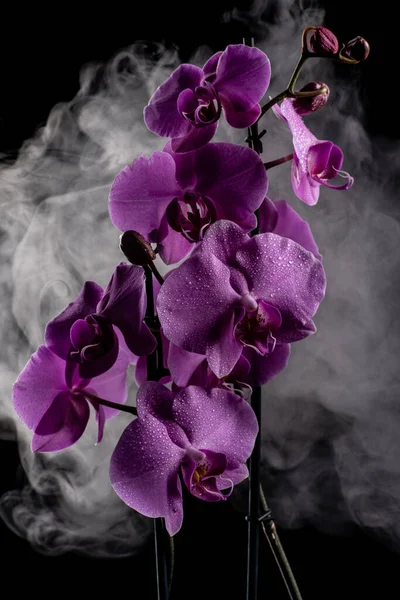 Fioletowe Kwiaty Storczyk Kroplami Wody Ciemnym Tle Dymem Cząstkami — Zdjęcie stockowe